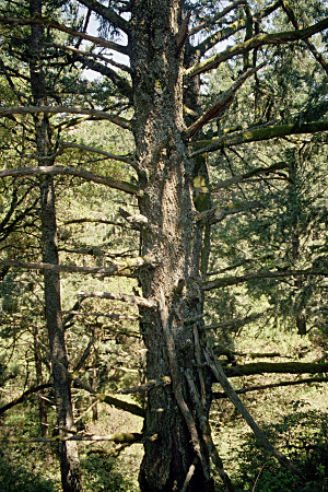 [There is no greenery on the branches close to the trunk. There are so many branches coming out from the trunk at equidistant intervals they appear similar to the steps of a ladder.]